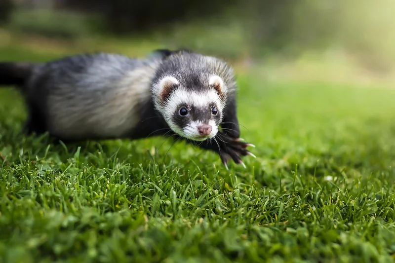 Quand les remèdes maison échouent, passez au furet