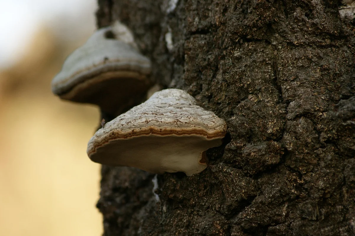 Champignon ressemblant à la mérule : comment les identifier en 2026