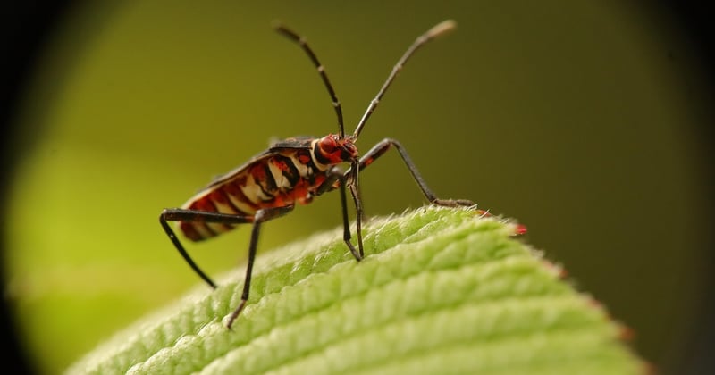 Une seule punaise de lit peut-elle déclencher une infestation ?