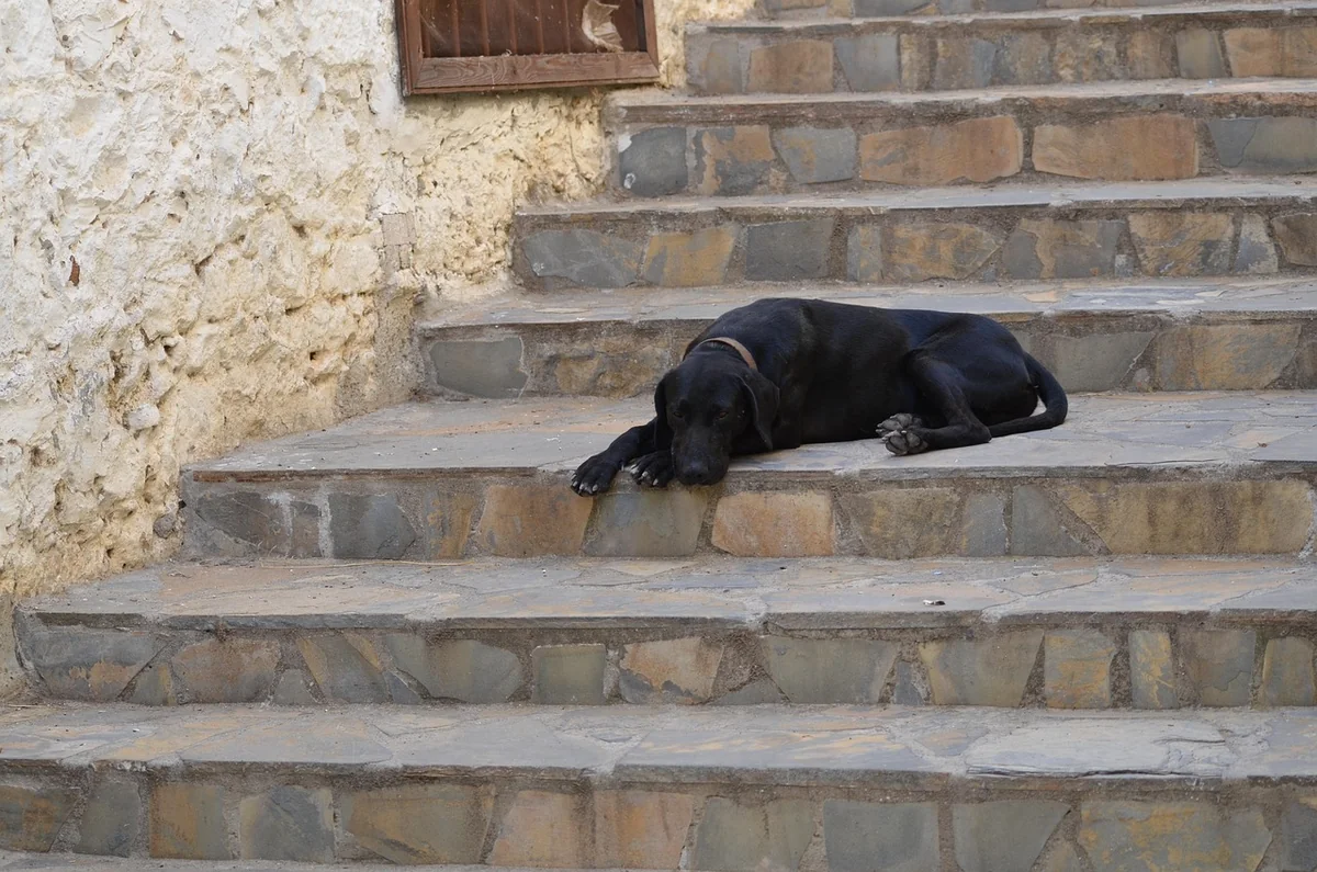 Découvrez le prix moyen d'un monte-escalier Stannah en 2026 : votre guide complet