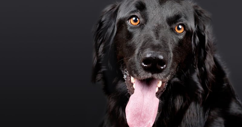 Combien coûte un chien détecteur de punaises de lit ? Le vrai tarif