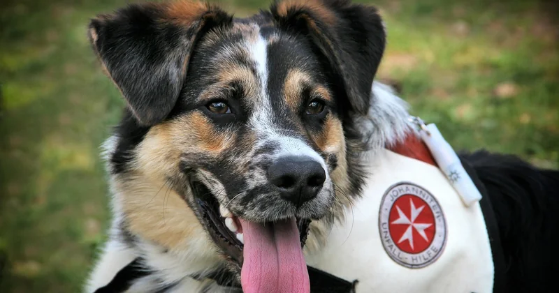 Pourquoi payer un chien alors que mes yeux font le travail ?