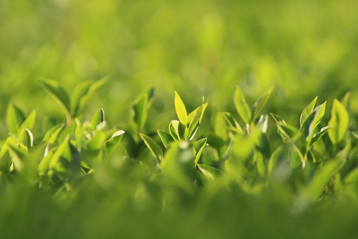 Les solutions végétales : naturelles mais pas instantanées