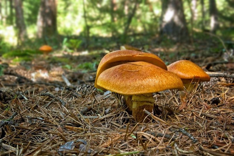 Bolet jaune 2026 : le guide complet pour le reconnaître et le cuisiner