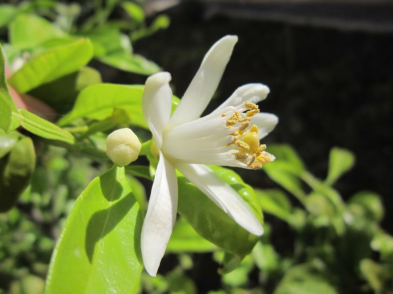 fleur de citronnier